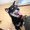 柴犬