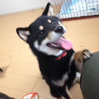柴犬