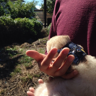 フェレットの新しい飼い主さん募集
