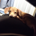チワックスの仔犬里親募集です。