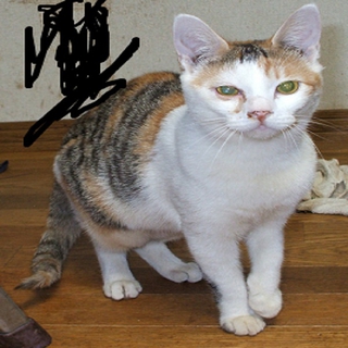 おとなしい女の子の三毛仔猫