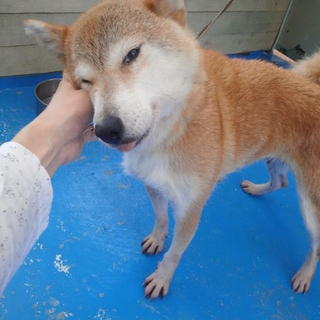 可愛らしい柴犬です