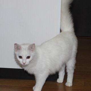 やさしい性格の洋猫、名古屋から里親さま募集