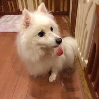 緊急！おばあちゃんスピッツ