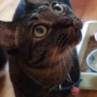 抱っこ大好きなでなでゴロゴロ甘えん坊くん