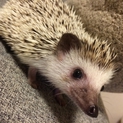ハリネズミ♀の里親募集です