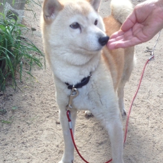 柴わんこ☆推定7歳♀