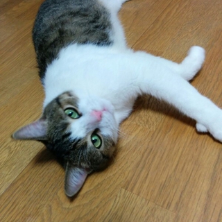 可愛がってくださる方よろしくお願いいたします