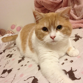 ぽっちゃりスコティッシュ