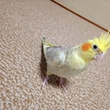 オカメインコの里親様募集