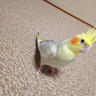オカメインコの里親様募集