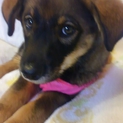 おっとりした人懐っこい子犬アキちゃん