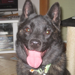 元気でフレンドリーな甲斐犬オス１歳