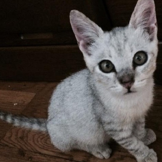 しろさば子猫の里親募集