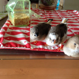 キンカチョウ手乗り若鳥里親募集