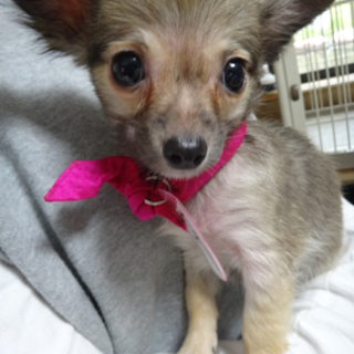 チワワちゃん メス 3ヵ」長野県 - 犬の里親募集(51372) :: ペット