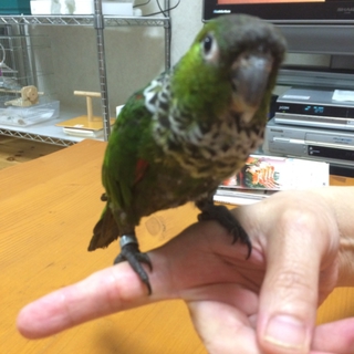 イワウロコインコの里親募集