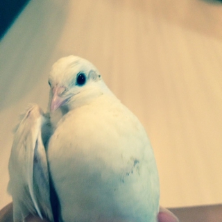 ヒメウズラ　白　オス