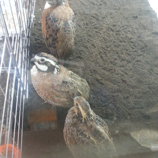 コリンウズラ(♂2、♀1)の里親さん決定