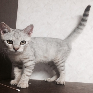 さばトラ　子猫　白ちゃんの里親募集