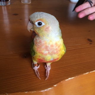 ウロコインコ（パイナップル）里親募集