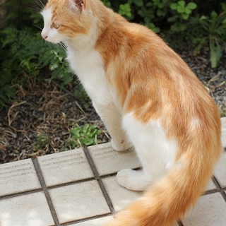 美猫！本当に可愛い子猫さんです