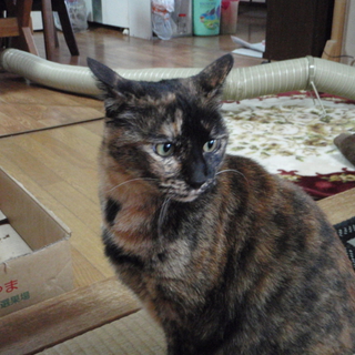 おっとり優しいピカちゃん（23匹多頭崩壊保護猫）