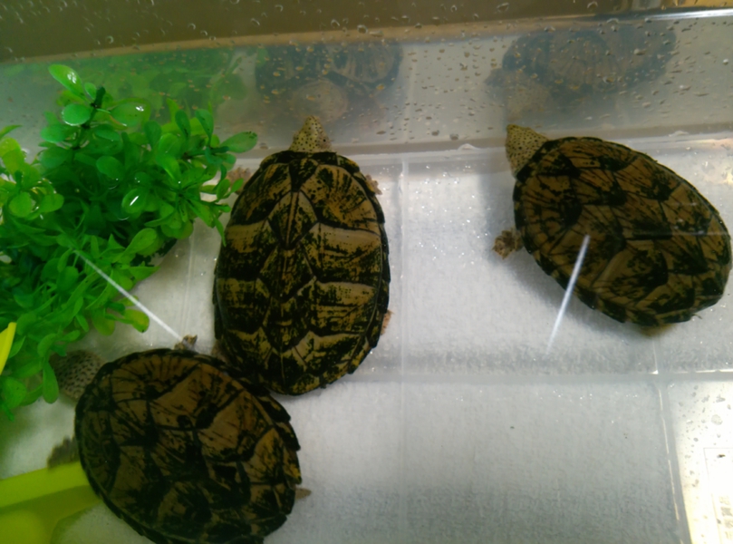 可愛い3匹のカブトニオイガメ」東京都 - 爬虫類・他の里親募集(51332  