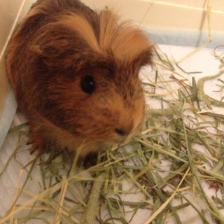 モルモットの里親さんを探しております。