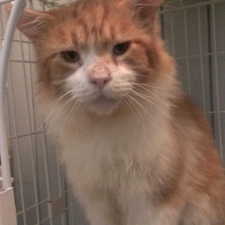 大猫! ちい太