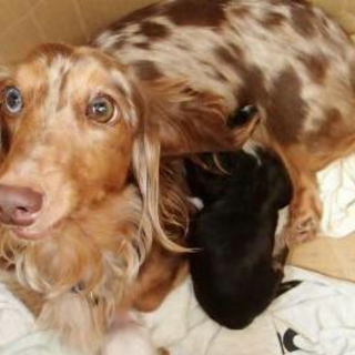 (成犬)甘えん坊で元気な親子３匹♪