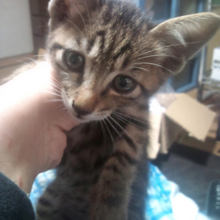 保護猫みいちゃんの飼い主さん募集中！