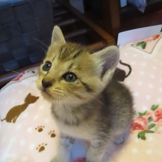 サラちゃん（離乳食スタート）