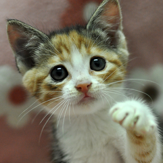 かわいい三毛猫★サンちゃん
