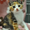 かわいい三毛猫★サンちゃん サムネイル3