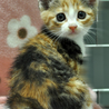 かわいい三毛猫★サンちゃん サムネイル2