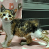 かわいい三毛猫★サンちゃん サムネイル4