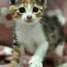かわいい三毛猫★サンちゃん サムネイル6