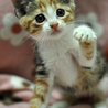 かわいい三毛猫★サンちゃん サムネイル5
