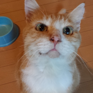 急募！里親様、預かりさん募集！