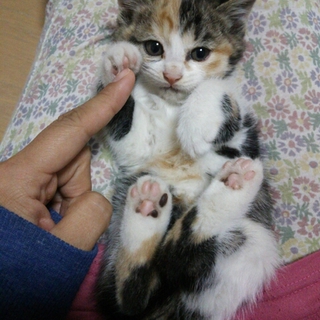 三毛猫♡いちかちゃん 生後約１ヶ月半４兄妹
