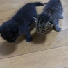 急ぎます。里親になってください サムネイル2