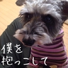 甘えん坊☆ひたすら見つめてくれるシュナ君 サムネイル3