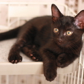 やんちゃな黒猫　くまちゃん