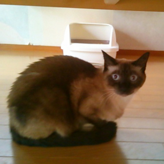 豊島区：シャム猫１歳くらい男の子