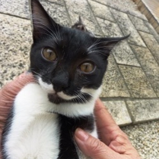 ロッキー　白黒の男の子　５か月