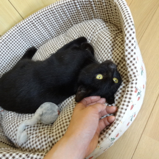 生後6ヶ月の黒猫の男の子里親募集中！