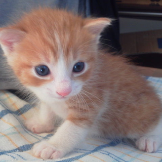 ぱるるに名前をつけてもらった子猫ちゃんです♪