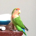 お茶目でかわいいコザクラインコの里親様募集