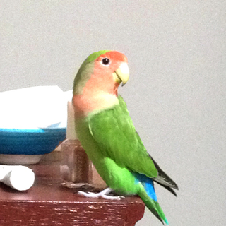 お茶目でかわいいコザクラインコの里親様募集